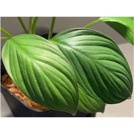Homalomena sp. from Kuala Balah [TK270316]