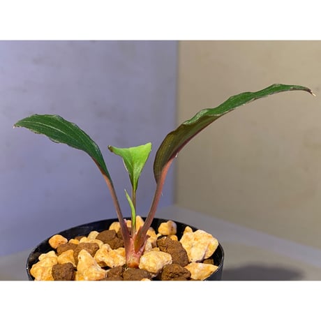 Homalomena sp. "Nanga pinoh" セミビロード Melawi Kal barat [TB]