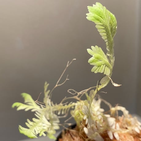 Selaginella sp. バリエガータ from "Nanga pinoh" [TB]