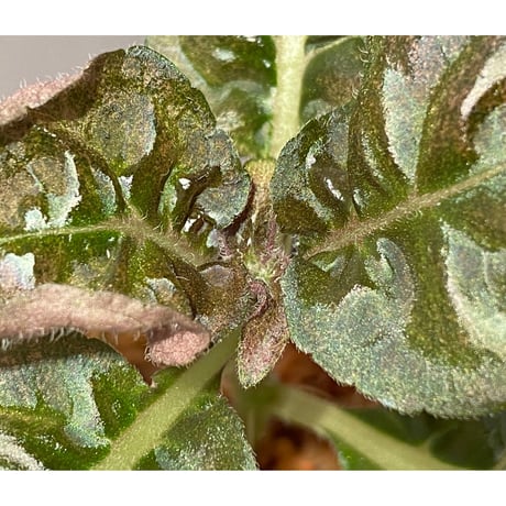 Nautilocalyx pallidus