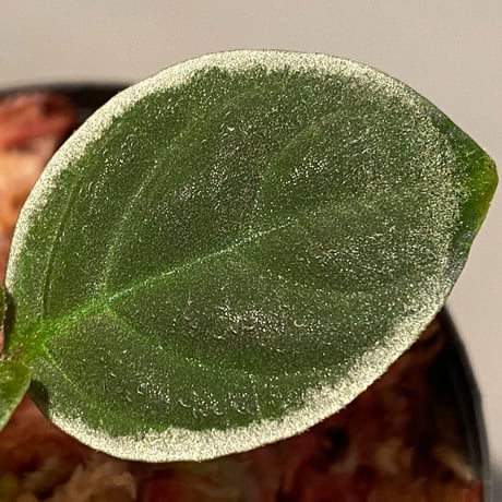 Cosmianthemum bullatum [LA0515-02]