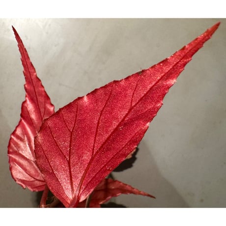 Begonia sp. ぼっち株 from Julau [R1214-01b]