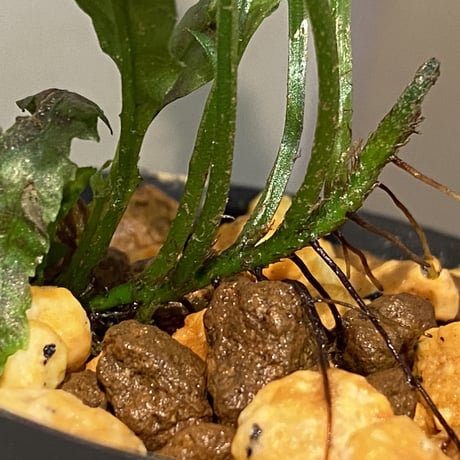 Microsorum sp. "Short Dragon Tail"
