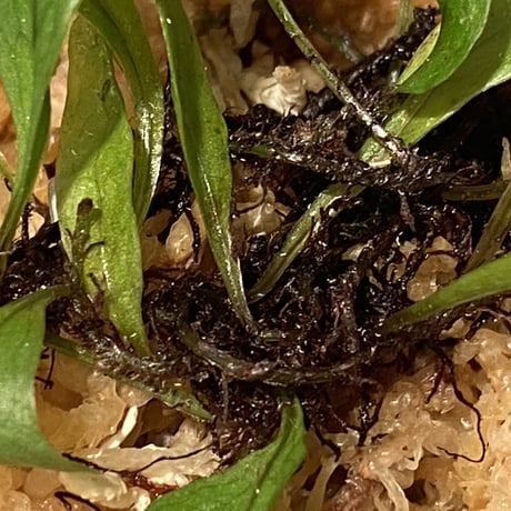 Microsorum sp. "Timika" Papua [TB] ①