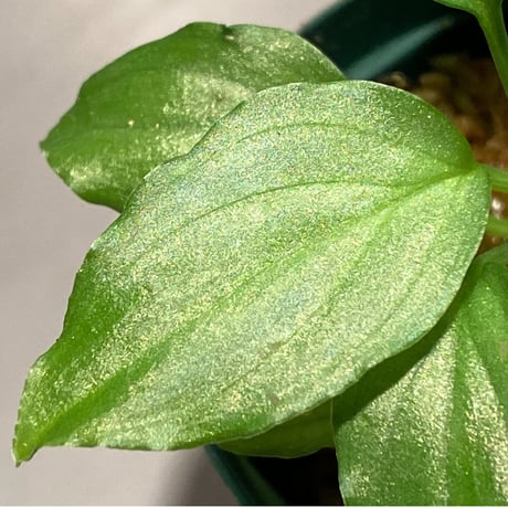 Homalomena sp. "Emerald Silver" from Kepulauan Riau [KN]