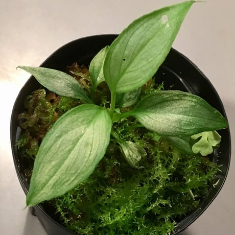 Homalomena sp. from Pendang Kalimantan Tengah [TB]