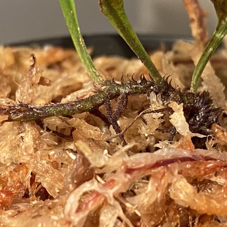 Polypodium sp. from Perak MALAYSIA [R0718-01]