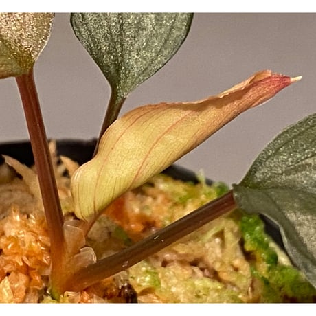 Homalomena sp. "Imperial Japanese Navy" from Resum P.Lingga [AZ0517-11]