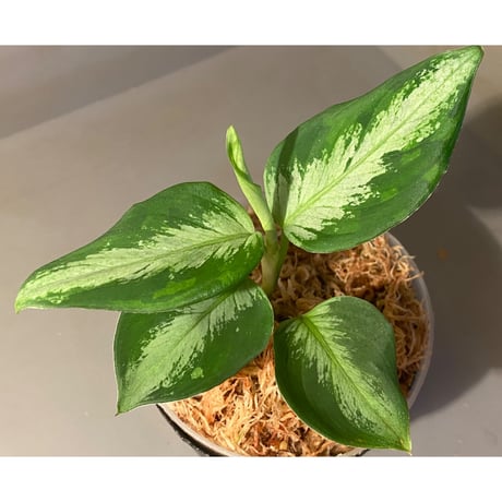 Aglaonema pictum from Tapak Tuan Aceh [MA1510-86]
