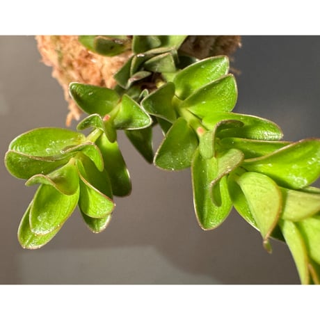 (2芽立ち) Disterigma bracteatum [ECUAGENERA]