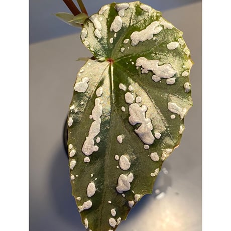 Begonia sp. "雪の宿" from Lampung sumatera [LA0217-01]