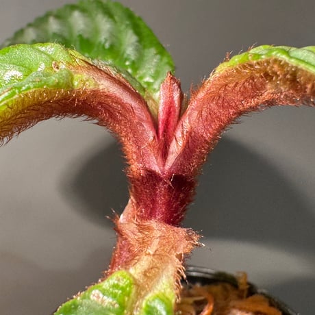 Acranthera sp. from Sekadau