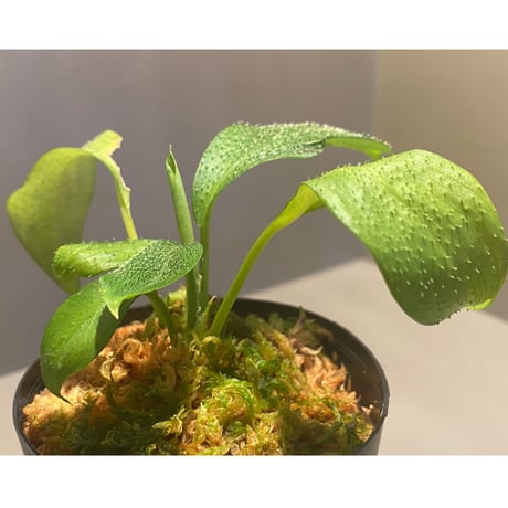 Homalomena hasei "狐尾" from Aceh sumatera [LA0616-04]