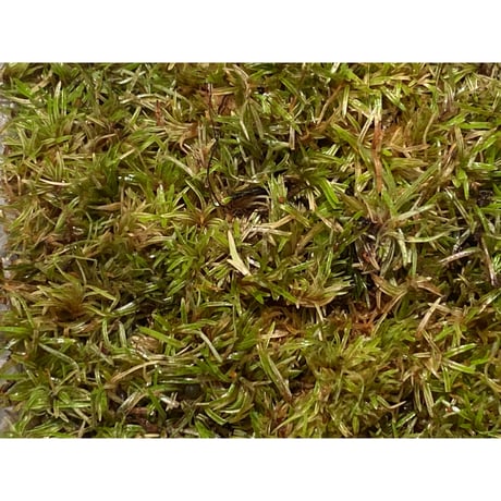 Moss from Ipoh State Malaysia