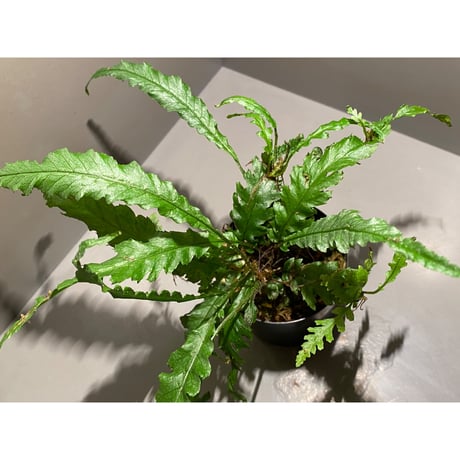 Microsorum sp. Short Dragon Tail
