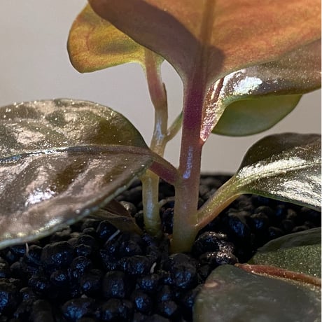 Ardisia sp. from Kayulapis [TB]