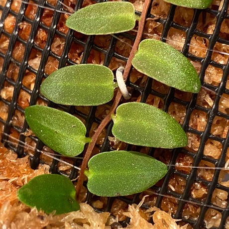 Marcgravia sp. from Colombia [LA0316-03]