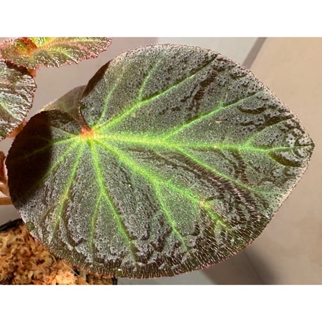 Begonia sp. from  Manaus