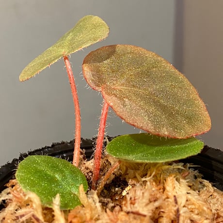 Begonia sp. from Chiku Kelantan