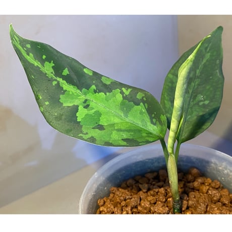 Aglaonema pictum tricolor from Aceh sumatera [LA1218-02b]