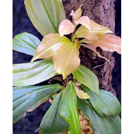 Medinilla sp. from Nueva Vizcaya Luzon Philippines