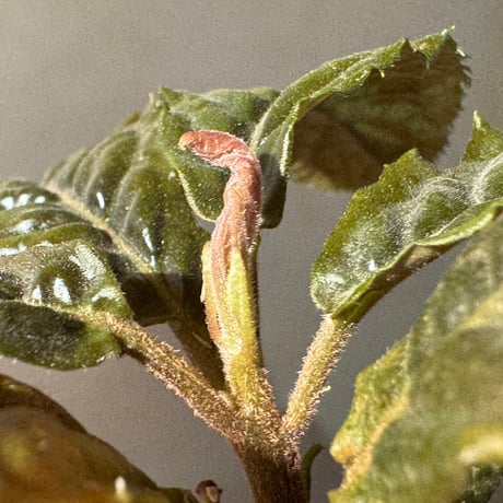 Ardisia sp. from Bengkulu [LA0315-1]