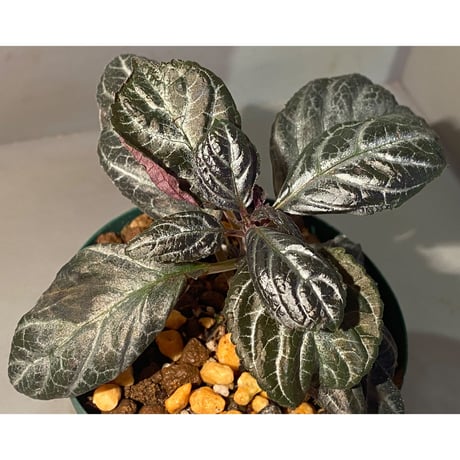 Diastema fimbriatoloba cf. ディアステマDiastema closure Styleitaliano.org - easy made その他観葉植物