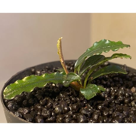 Bucephalandra sp. "MEDUSA"