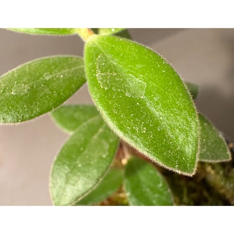 Ceratostema kiatana