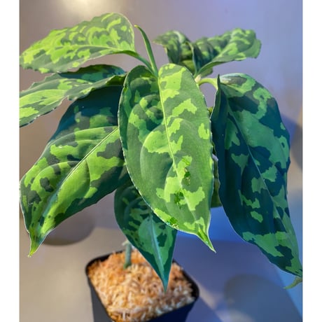 Aglaonema pictum GW1410 from Padang sidempuan [TB]