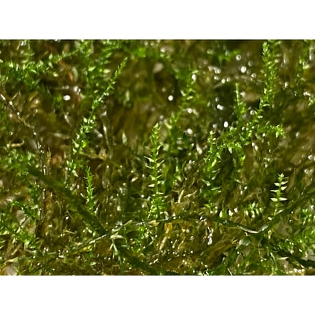 Moss from Borneo