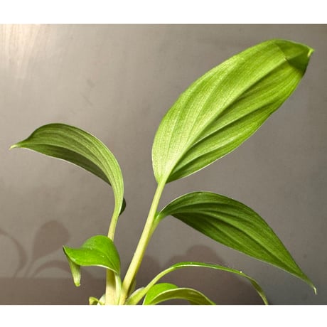 Homalomena sp. Sg. BA Berau KAL-TIM [PP-230928-13]