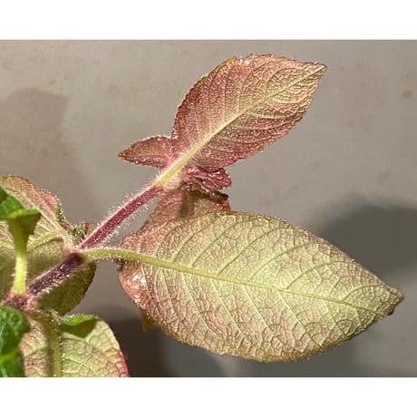 Cyrtandra sp. "Sabah-6" [R0515-03a]