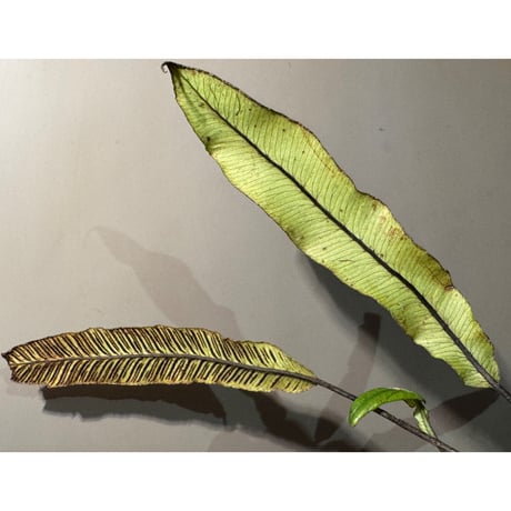 Asplenium sp. from Sulawesi ①