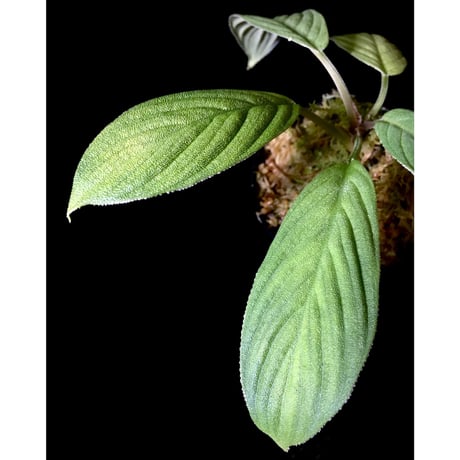 Homalomena mobula "鮫肌A" from Sumatera barat [LA0317-01]