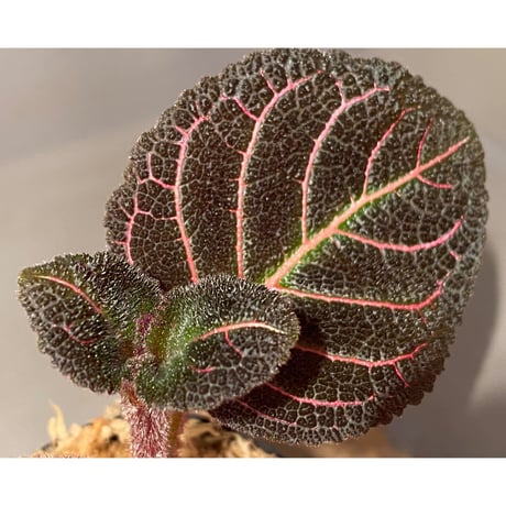 Pearcea hypocyrtiflora from Rio Napo Ecuador [tanakay] 赤葉脈