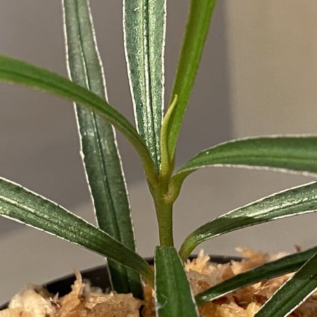 Ardisia sp. from Kapuas Hulu Kalimantan barat