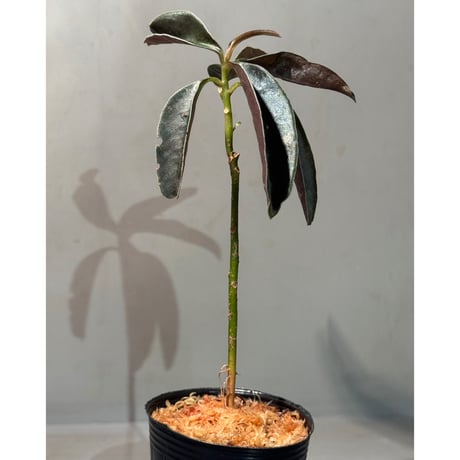 Labisia sp. from Landak West Kalimantan