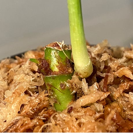 Schismatoglottis sp. from Kapuas hulu Kalimantan barat