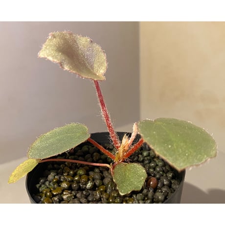 Begonia sp. f1 from Sumatera [NT ORCHID]