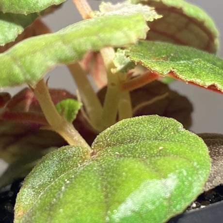 Begonia sinuata