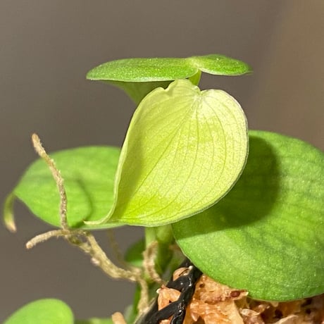Philodendron sp. from Iquitos Peru [tanakay]