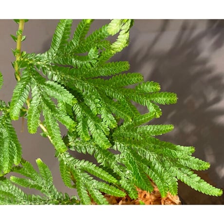 Selaginella plana 伊藤蟻植物農園