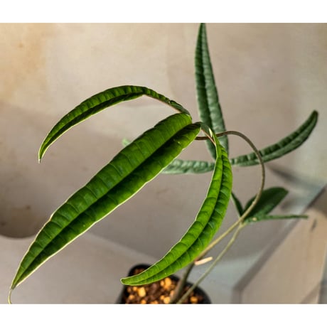 Anthurium cutucuense 伊藤蟻植物農園