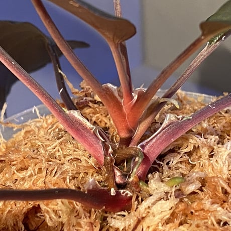 Homalomena sp."赤鉄鉱” from Kepulauan Riau [SGP import] KZT
