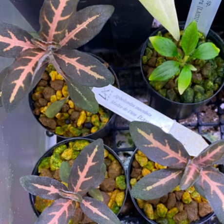 Aphelandra maculata from Madre de Dios [LA1017-02]