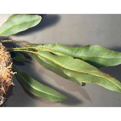 (LLサイズ) Elaphoglossum apodum [ECUAGENERA]