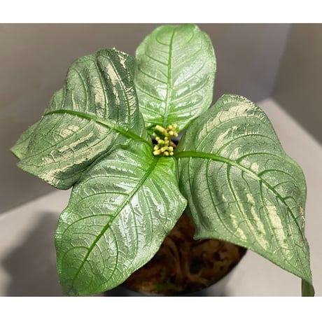 Ophiorrhiza sp. from Selangor [TK]