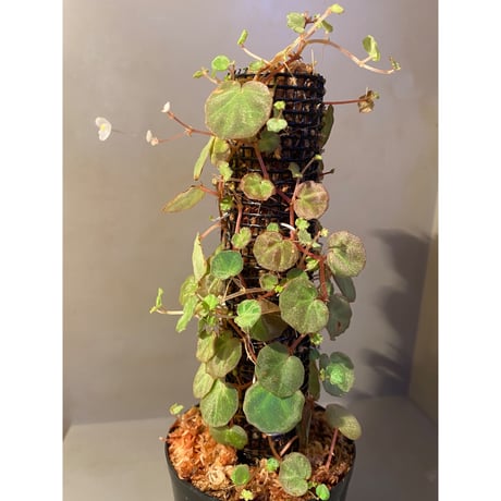 (大株) Begonia lichenora (sp.Mini) from Kalimantan Sarawak border [LA]