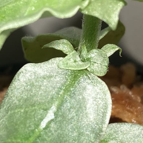 Argostemma sp. from Lebong Bengkulu sumatera [TB]